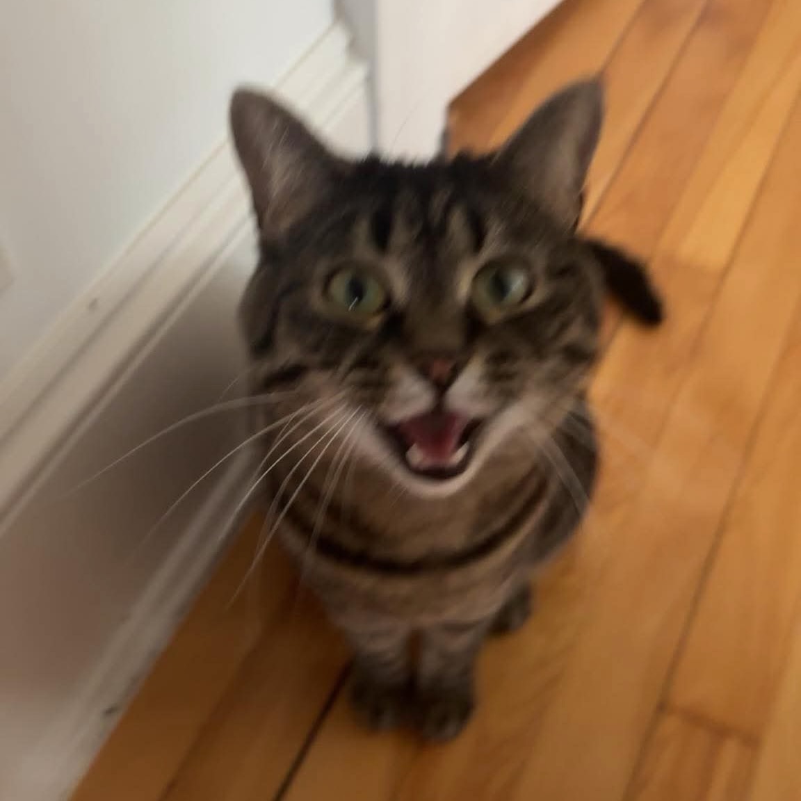 Picture of grey tabby cat